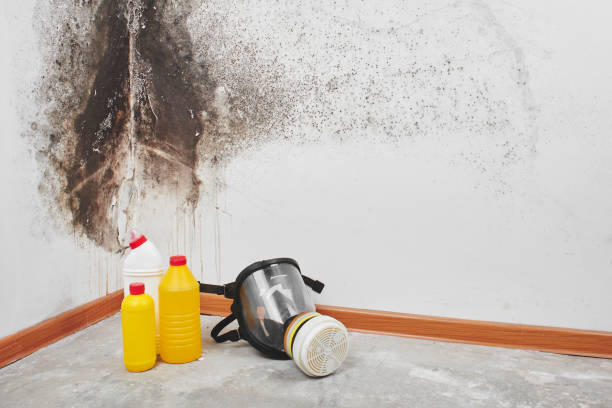 Best Professional Mold Removal  in Allegan, MI