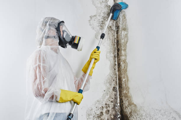 Best Mold Cleaning Services  in Allegan, MI