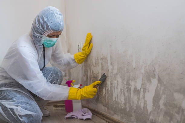 Best Mold Removal Company Near Me  in Allegan, MI