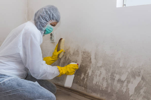 Mold Removal and Inspection in Allegan, MI