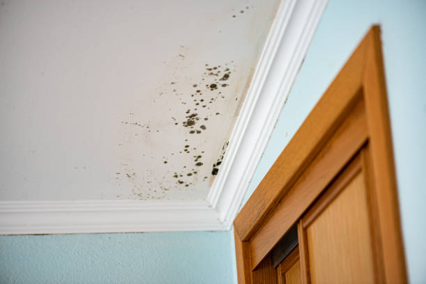 Best Mold Damage Repair  in Allegan, MI