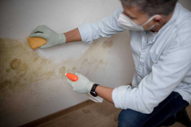 Best Certified Mold Removal  in Allegan, MI