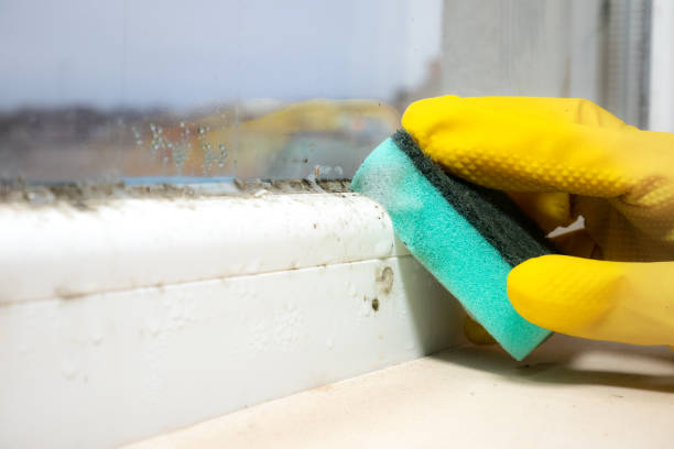 Allegan, MI Mold Removal Company