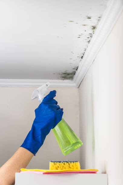 Professional Mold Removal in Allegan, MI